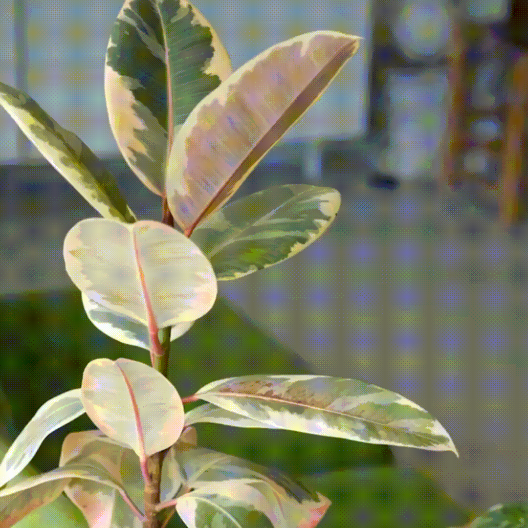 Plantcare Routine - Pepin - Image 3